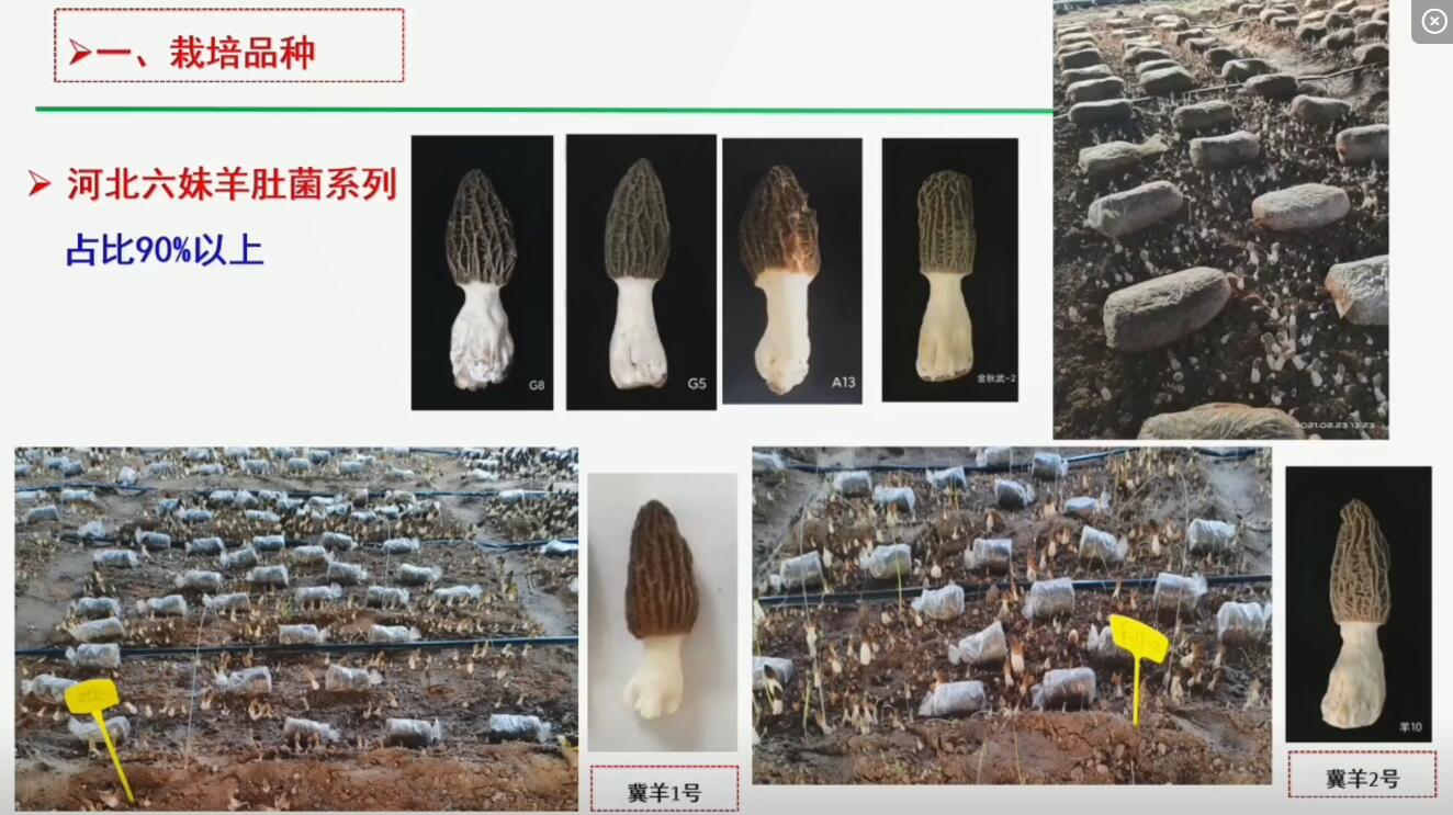 李守勉-北方设施羊肚菌高产关键技术与问题解析